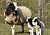 Races ovines bio et chèvres du Cachemire